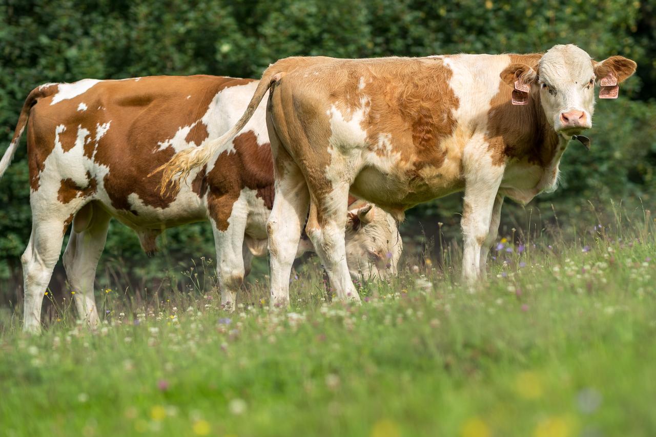 Statek U Rajmunda Zemedelska Farma * Velké Karlovice