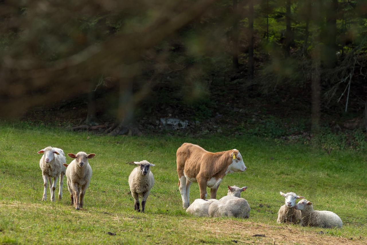 Statek U Rajmunda Zemedelska Farma 农家乐 Velké Karlovice